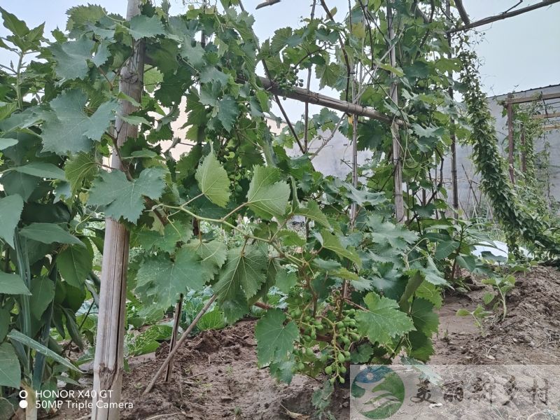 北京南郊河北廊坊农村院子出租-田园农家院