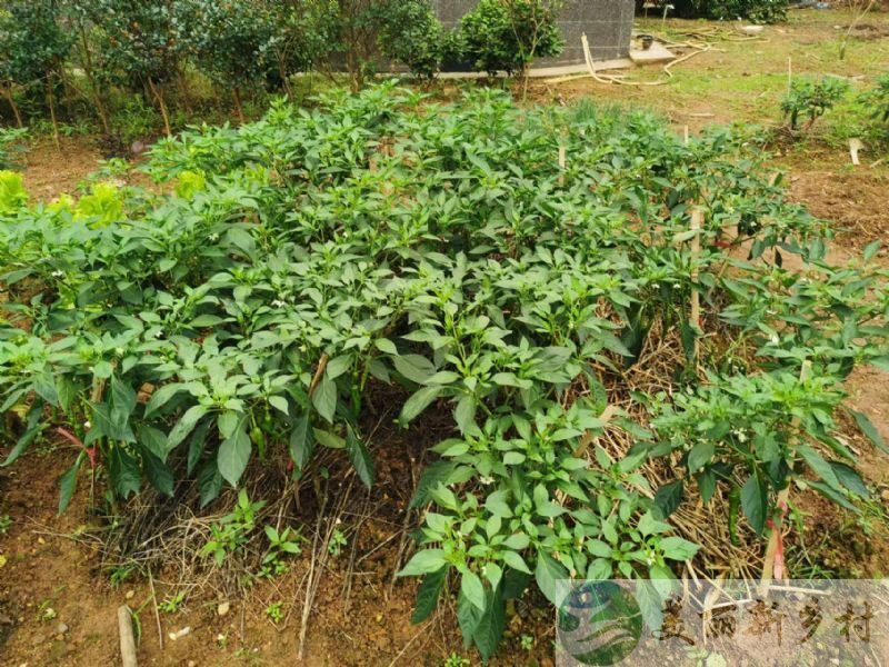 湖南省长沙市柏加镇民房出租