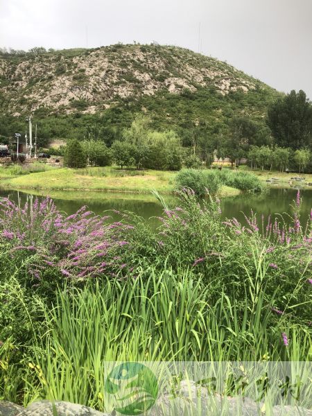 北京市顺义区农村房子出租-大孙各庄镇东华山村