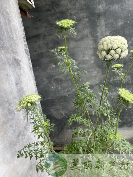 山东省菏泽市牡丹区黄堽镇贾庄村农村院子出租