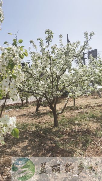 北京市昌平区阳坊镇前白虎涧村育才大街20号农村院子出租