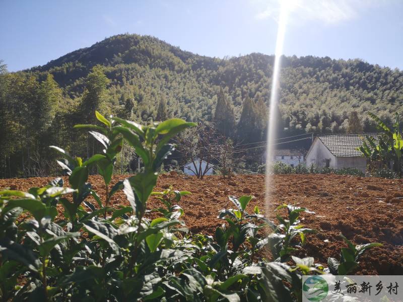 浙江省杭州市富春山高山村度假房出租