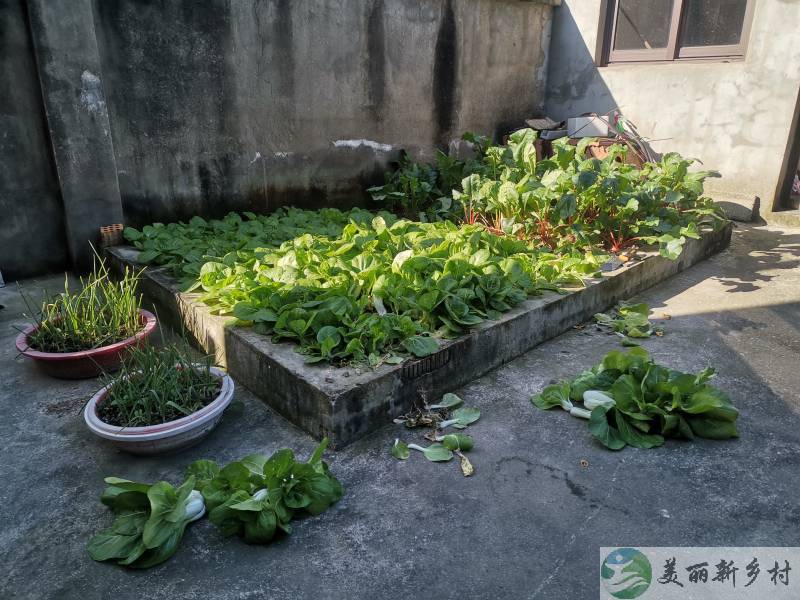 江苏省南京市江宁区陶吴老街农村小院整租