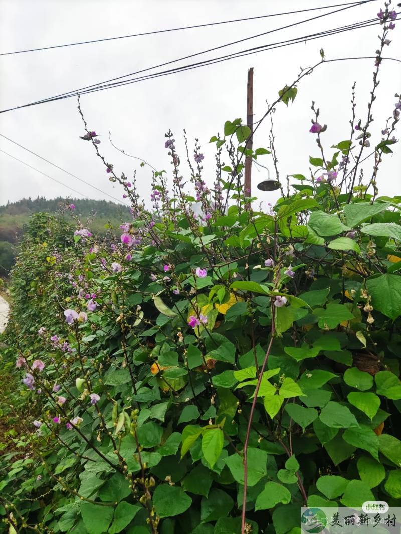桥口坝温泉房屋出租和门面出租