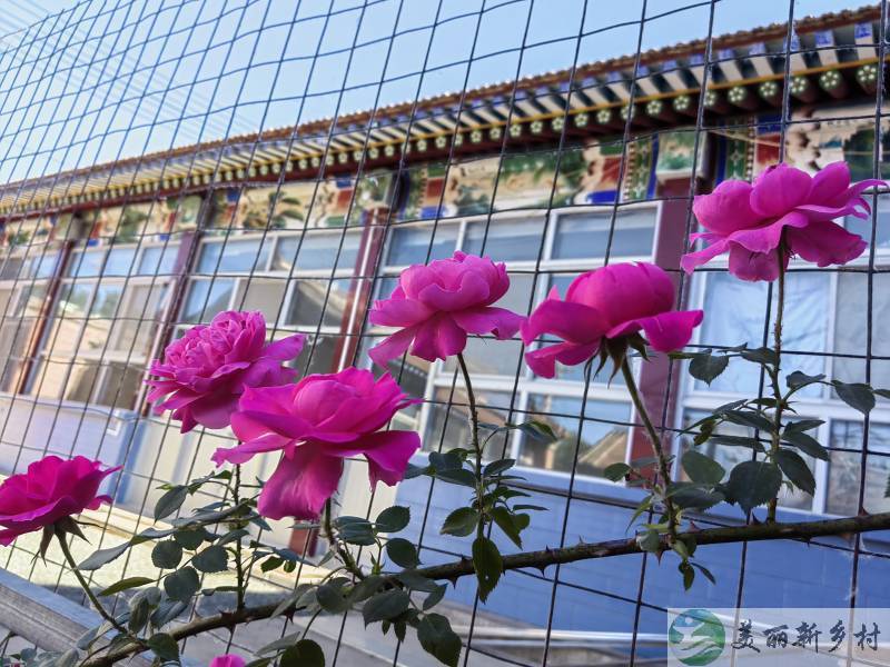 🌺北京顺义超美小院招租 | 坐拥四季花园