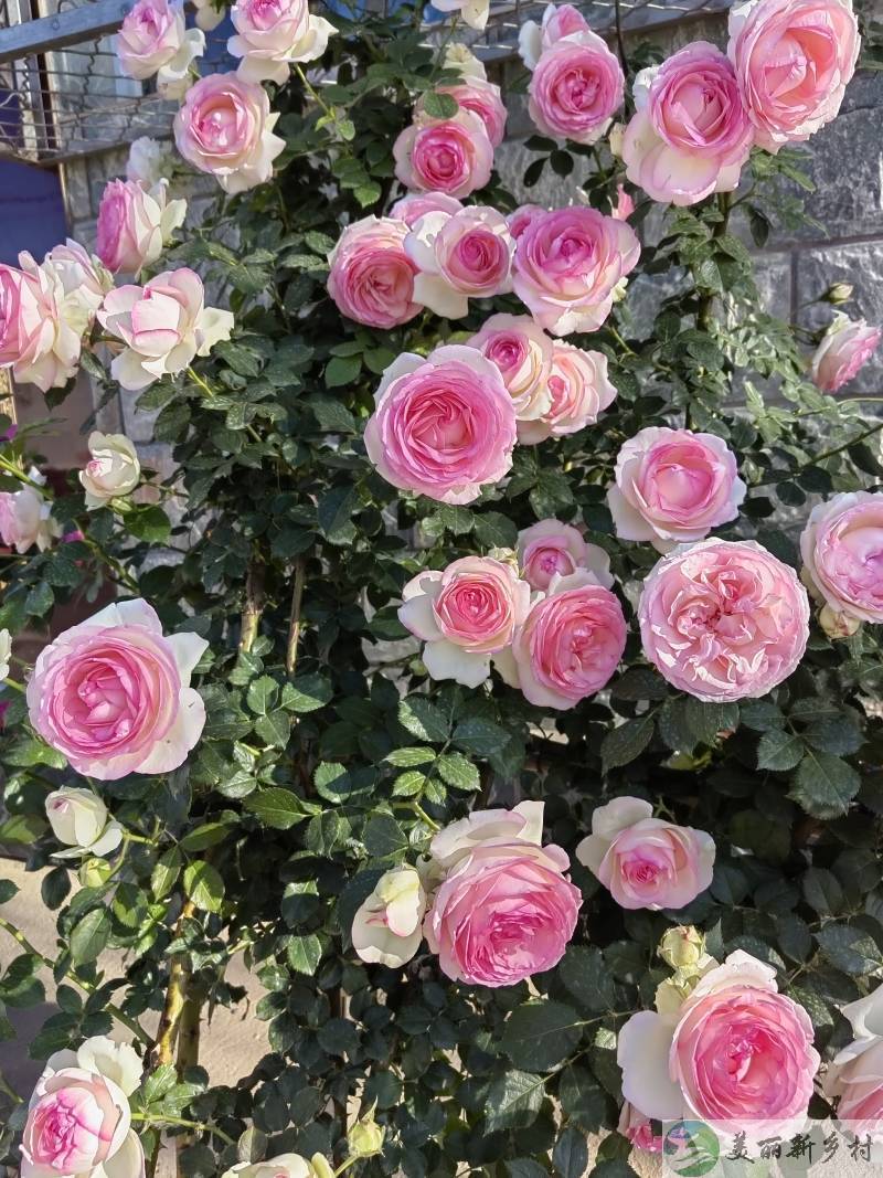 🌺北京顺义超美小院招租 | 坐拥四季花园