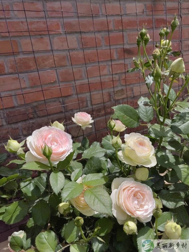 🌺北京顺义超美小院招租 | 坐拥四季花园