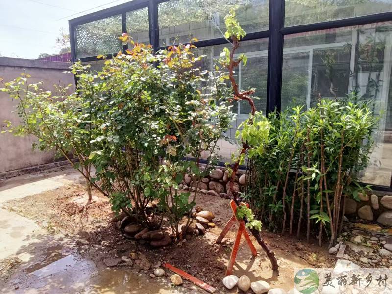 北京密云区溪翁庄镇白草洼村农村小院出租