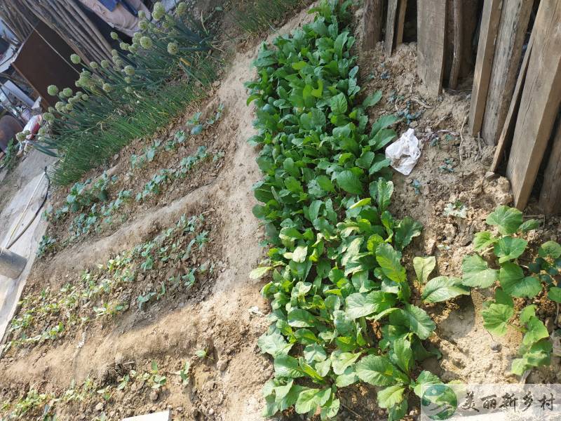农村小院出租北京市顺义区牛栏山镇北孙各庄村