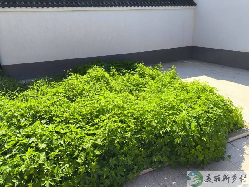 北京市昌平区南口镇前桃洼村新建二层高档别墅整栋出租；联系电话17501059752