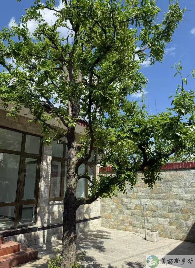 九渡河镇吉寺村房屋出租