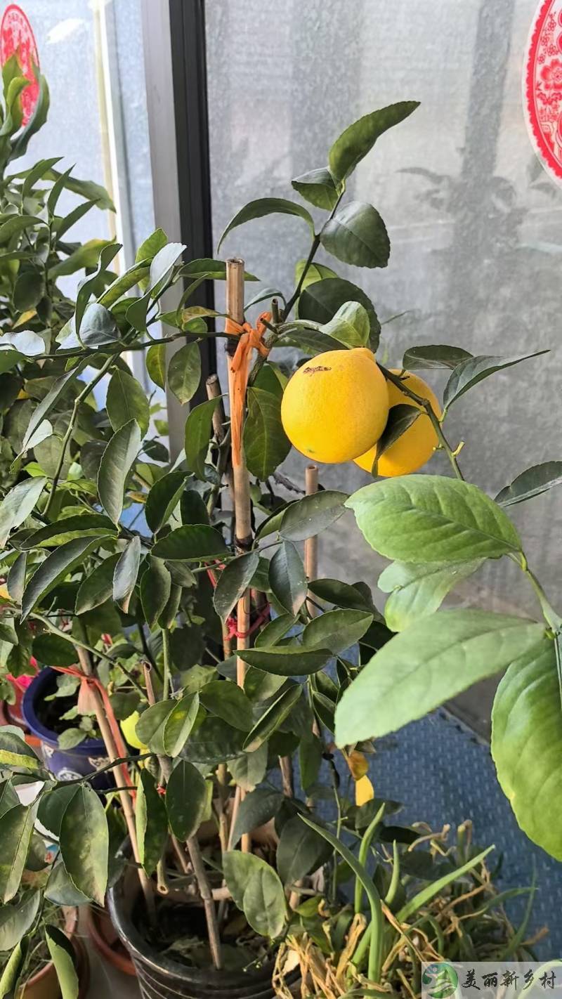 怀柔桥梓镇平义分小院出租