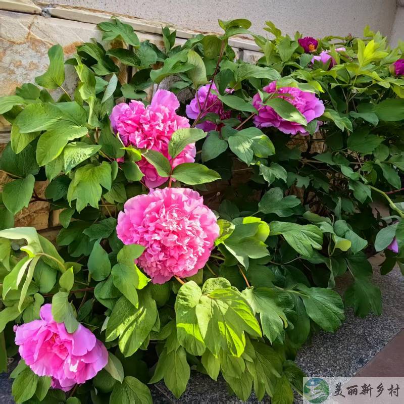 大石窝镇 整院出租