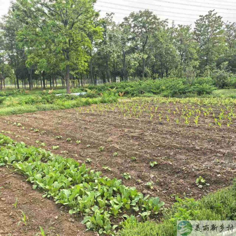 北京延庆农村院子-康庄独立把边风景公园小院出租
