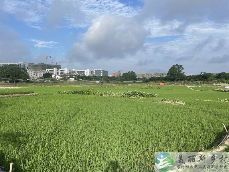 新圩东寮社区整层出租