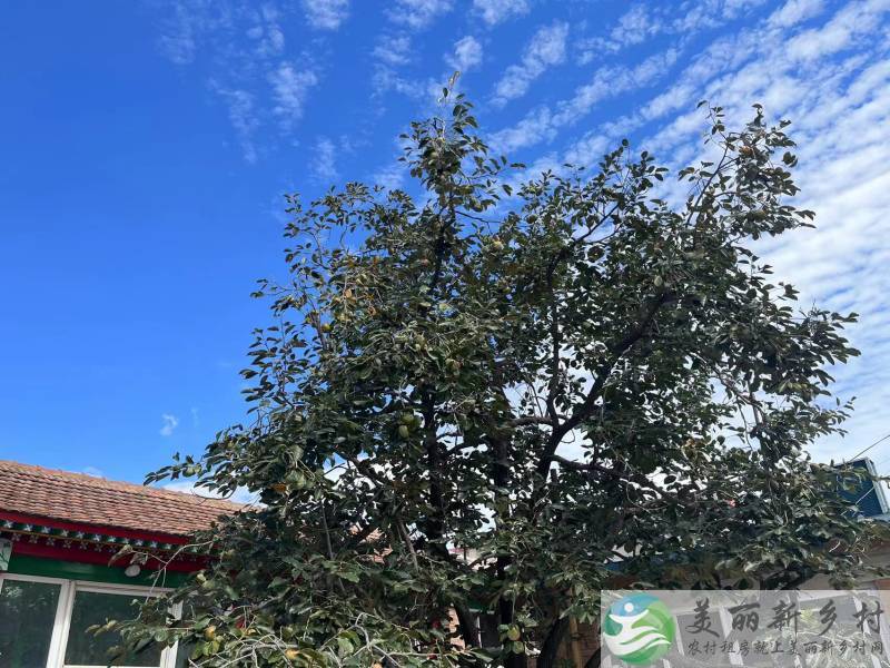 北京通州漷县马头村出租“柿柿如意”小院