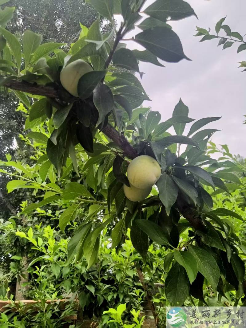 琉璃河镇立教村房源出租