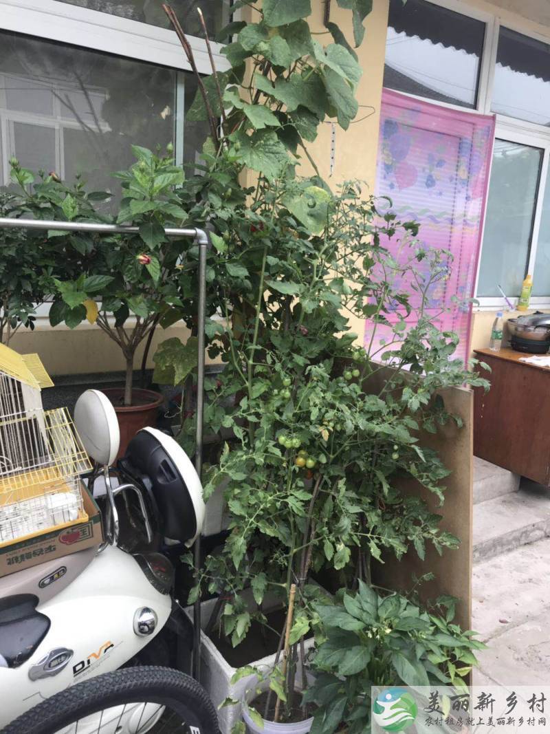 北京顺义南法信农村小院出租-近地铁