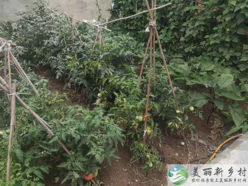 延庆镇卓家营村