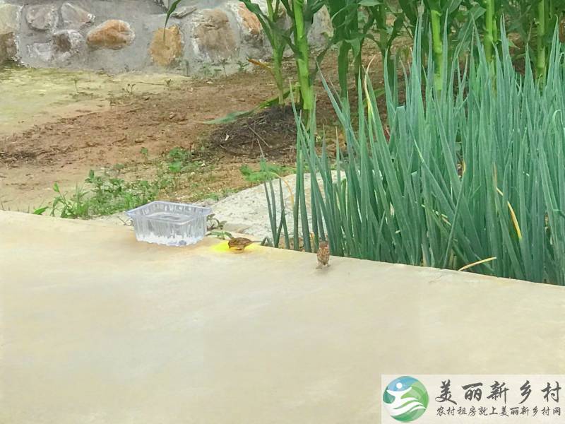 北京平谷大溶洞村四居一亩康养浅山别墅大院儿出租拎包入住