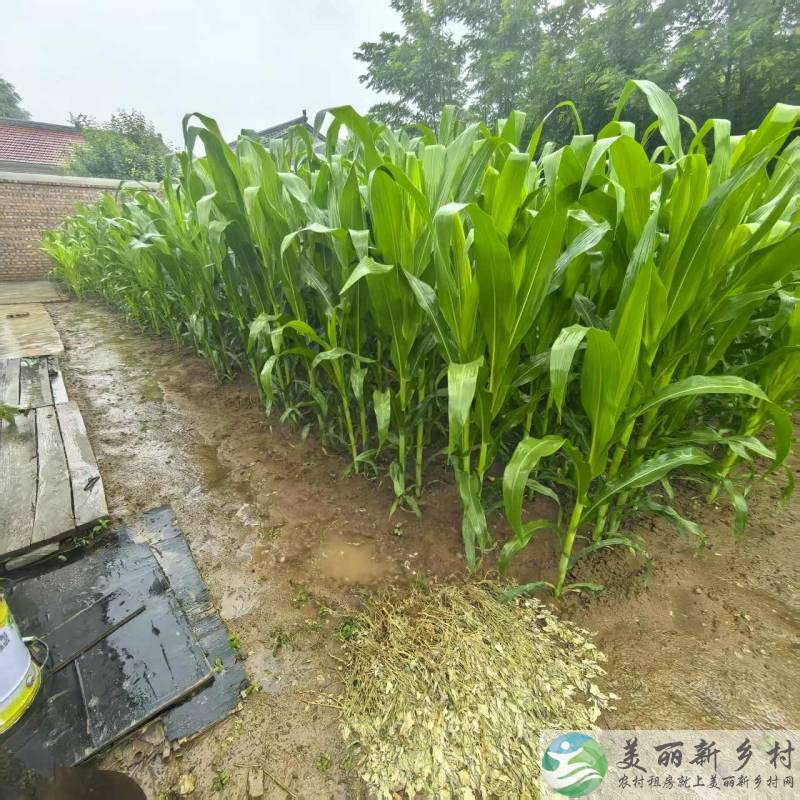 北京延庆农村院子-waci哇好600平米菜地大院出租新房