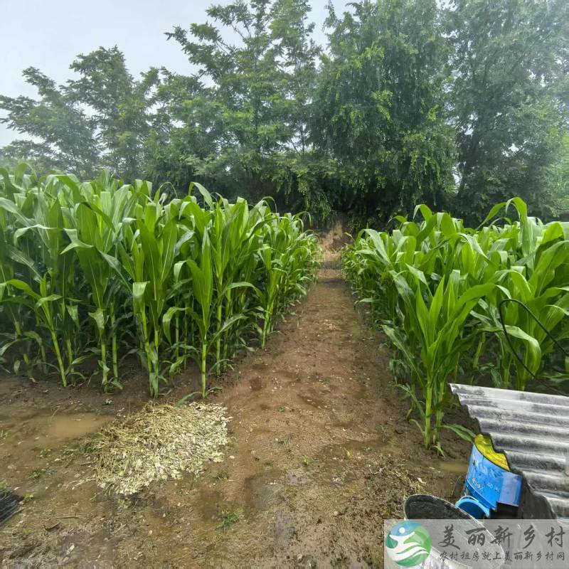 北京延庆农村院子-waci哇好600平米菜地大院出租新房