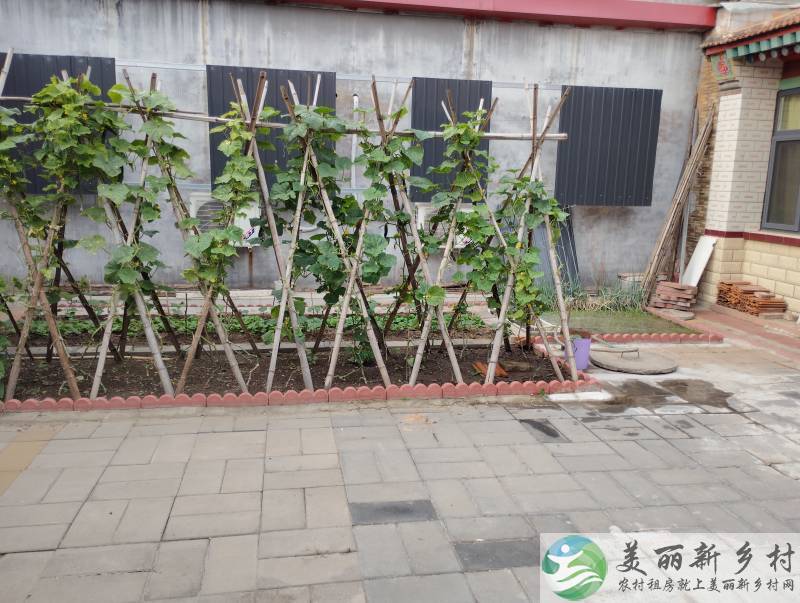 于家务回族乡四间卧室一间客厅（厨房卫生间不出屋）一个小院