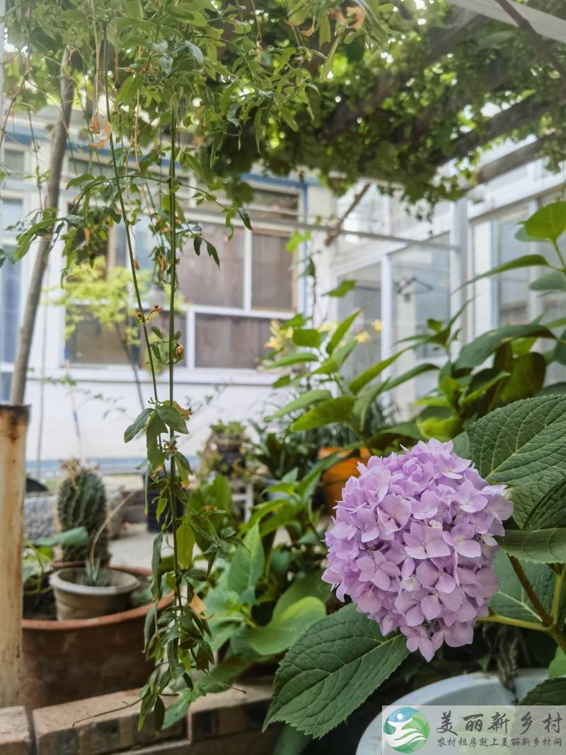 顺义区农村院子出租～京承高速宽沟出口凉爽舒适静寂小院出租