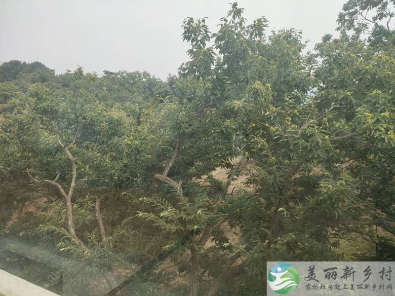 怀柔区翠芝靠山临水整院出租
