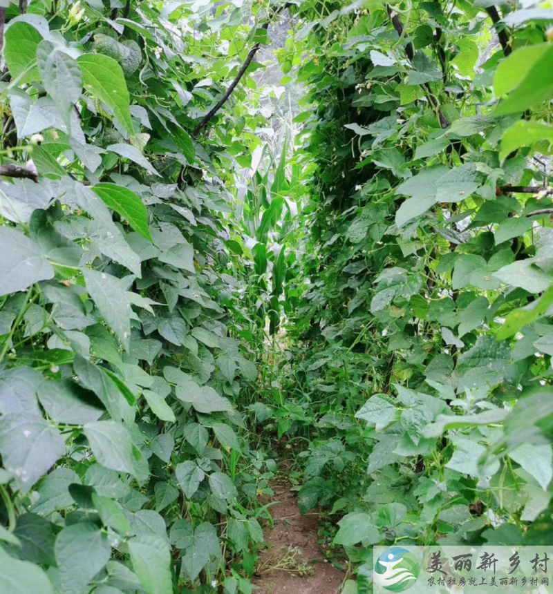 滦平县巴克什营村金山岭长城西门小院出租