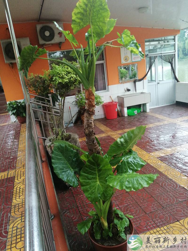 梁洼镇鹁鸽吴村2号院出租