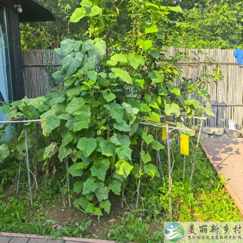 北京延庆农村院子-山林茅草意境十卧室民宿大院出租