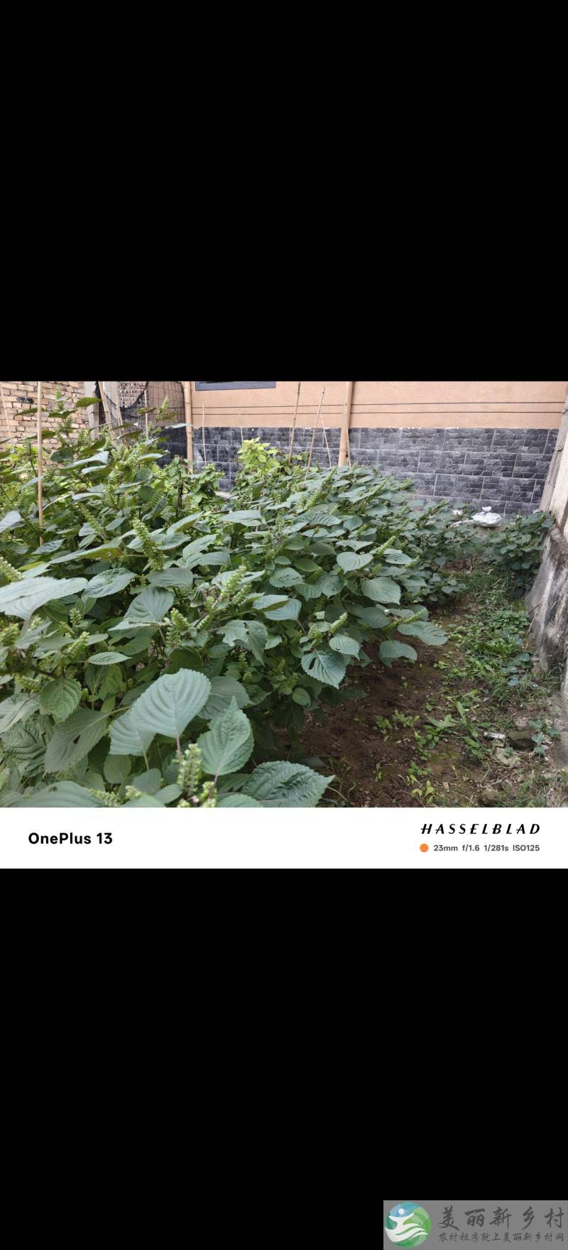 马池口镇上念头村