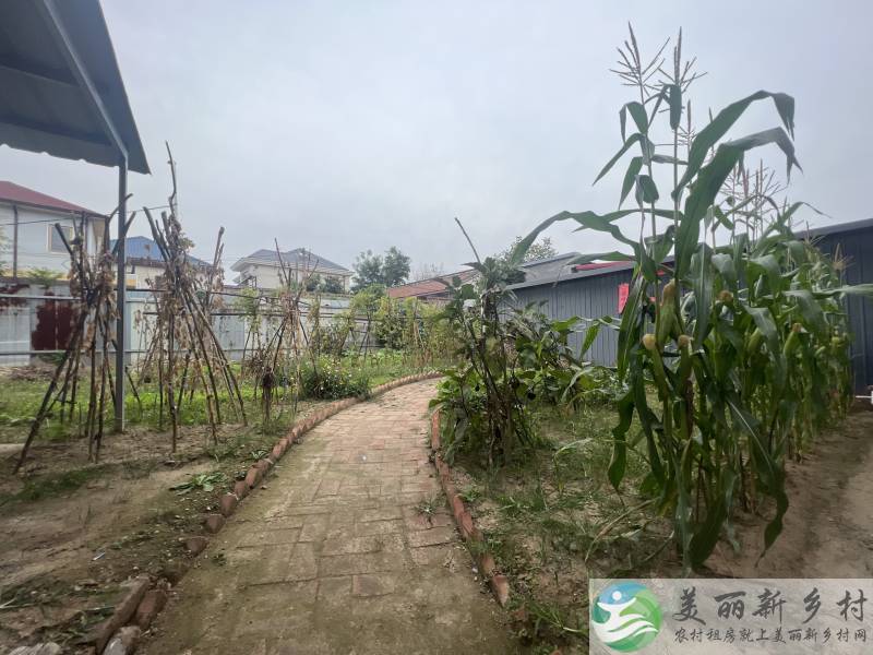 杨镇村边院子跨院大菜地