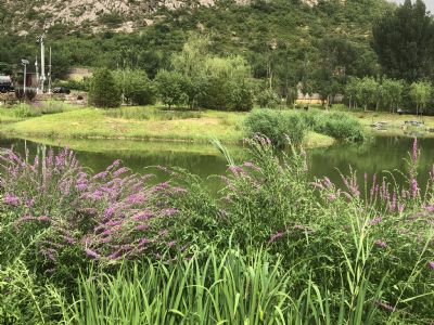 北京市顺义区农村房子出租-大孙各庄镇东华山村