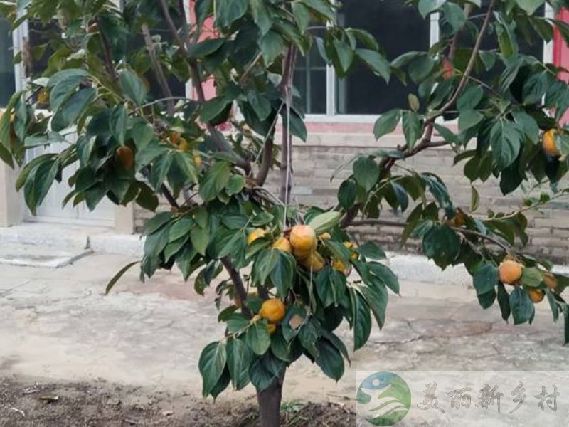 顺义宽敞院落 尽享田园乡居生活（含宅基地使用权）