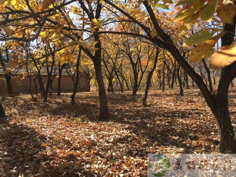 北京市 怀柔区 九渡河镇老房出租（含宅基地使用权）