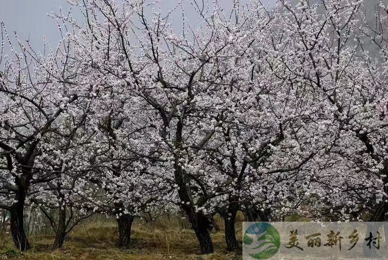 北京市 延庆区 香营乡 后所屯村 320平米 农家大院 出租（含宅基地使用权）