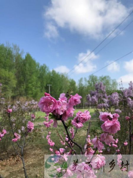 北京市延庆区花海边上的民宿院子出租转让