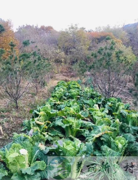 北京海淀区韩家川村院子出租