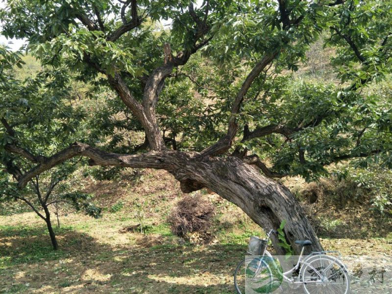 北京市怀柔区九渡河镇吉寺村院子整租