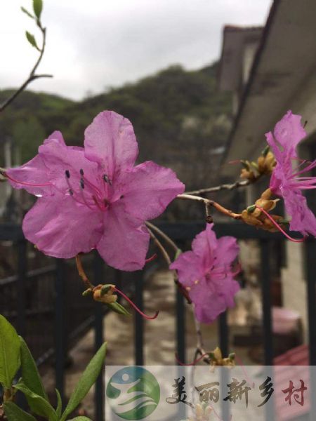 北京密云临山农村院子出租