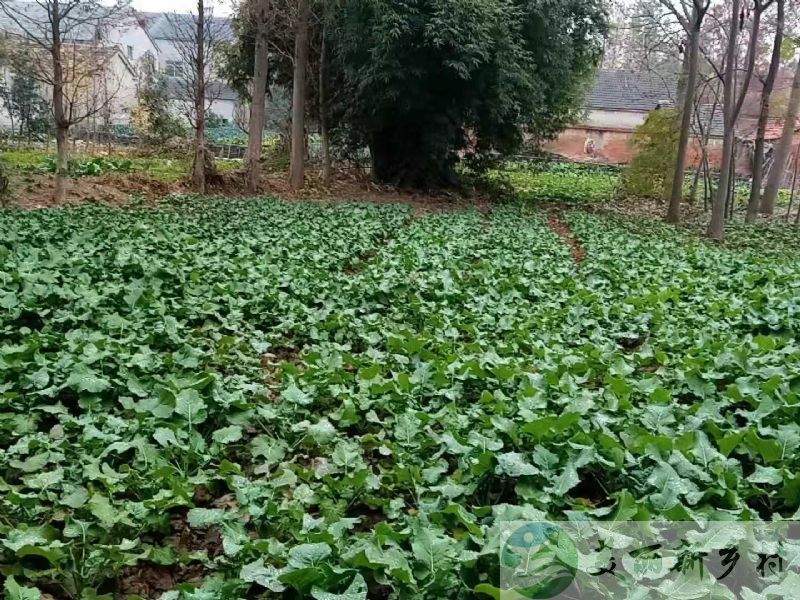 湖北荆州闲置老宅子出租