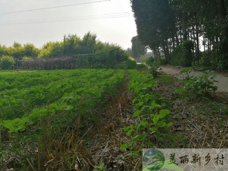 北京市顺义区大孙各庄镇460平米农村田园大院出租