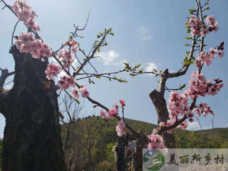 北京延庆农村自家精装联排别墅一半出租