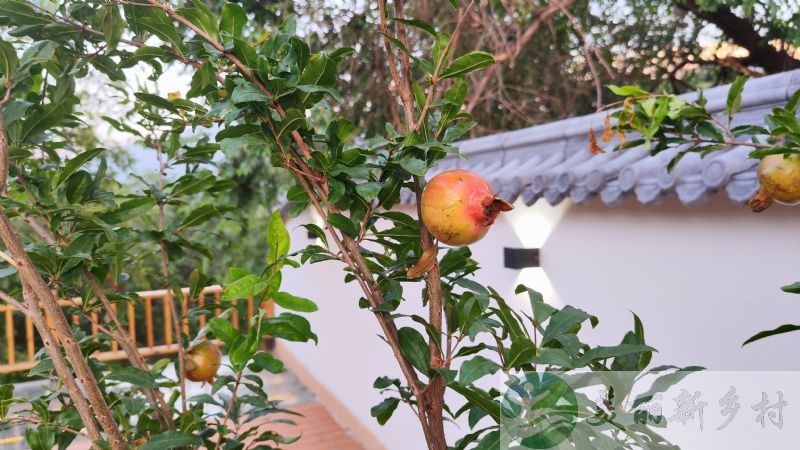 密云水库岸边邻水观湖山水农村小院出租