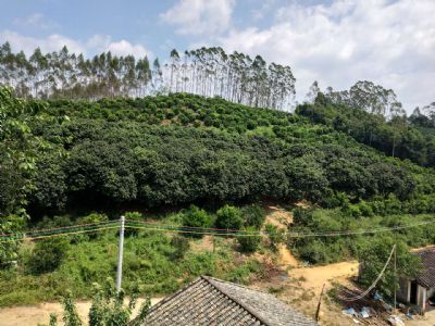 广东惠州 罗浮山附近三十亩农场寻求合作伙伴